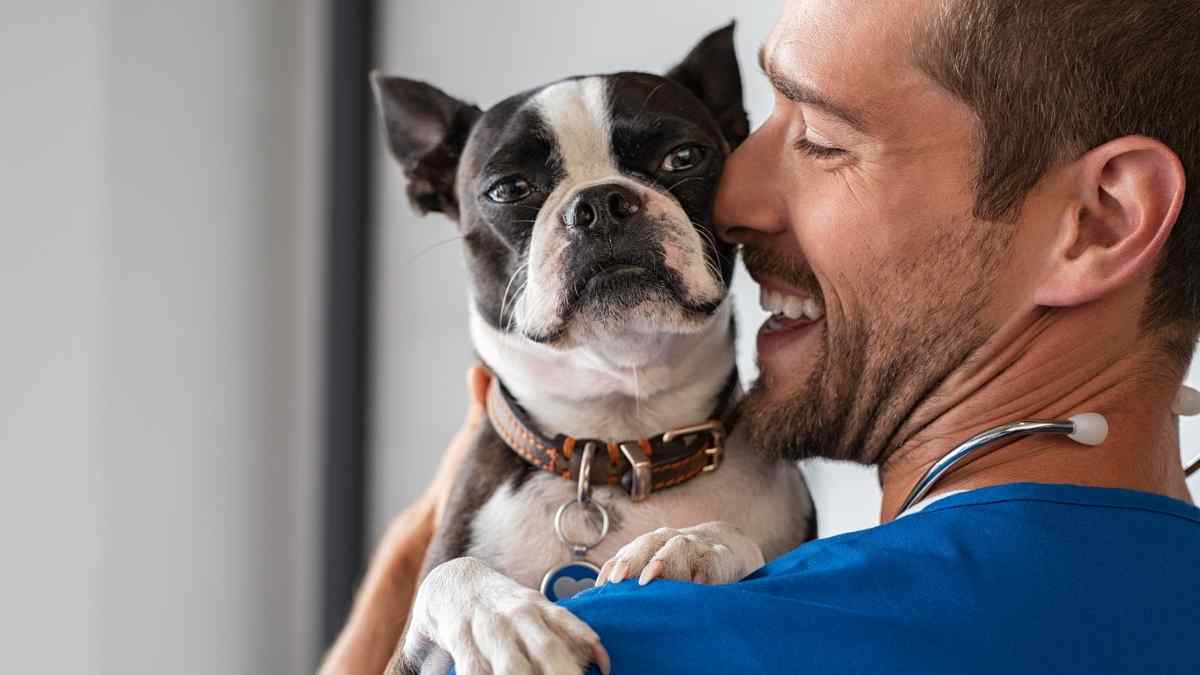 Cuidados para ter com os cães antes e depois dos passeios na rua