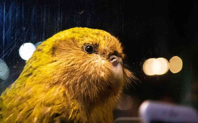 Lacoste se compromete com espécies ameaçadas de extinção