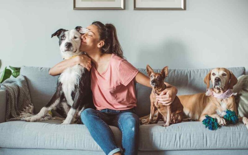 Casa com pets: saiba como conservar seus móveis