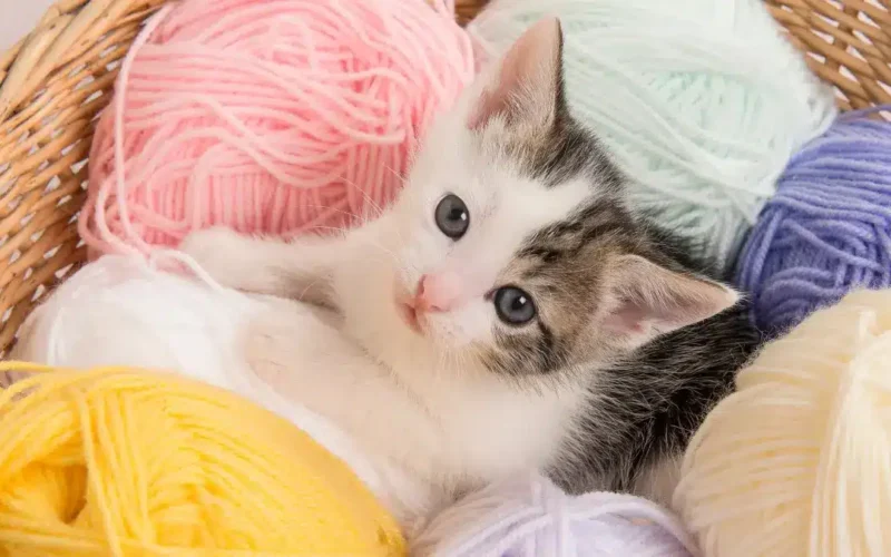 Com Quantos Meses Pode Castrar um Gato