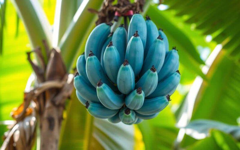 banana da terra crua