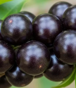 Pode Comer A Casca Da Jabuticaba – É Seguro?