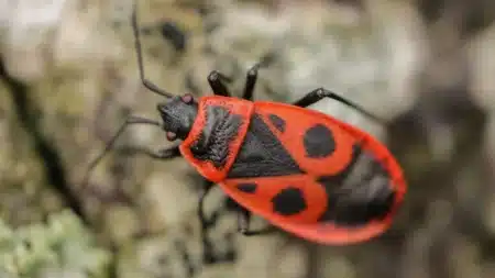 A relação entre biodiversidade urbana e o controle natural de pragas