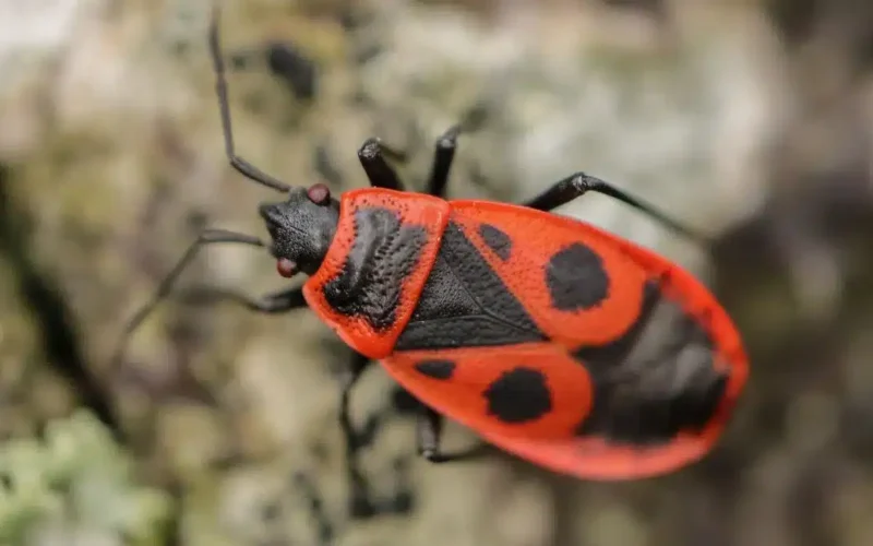 A relação entre biodiversidade urbana e o controle natural de pragas