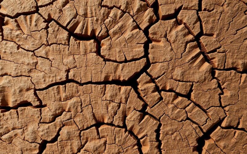 o que significa gnarly