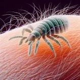 Qual é o significado de sonhar com piolhos?