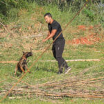 Cães policiais: faro 60x mais potente em Brasília