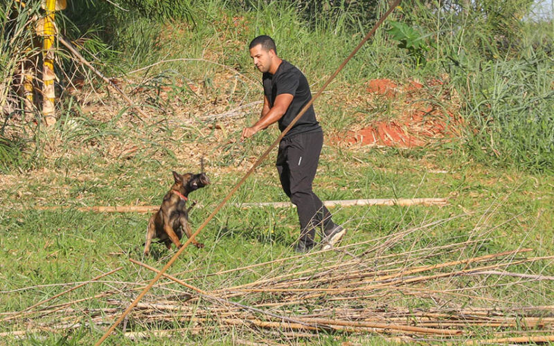 Cães policiais: faro 60x mais potente em Brasília