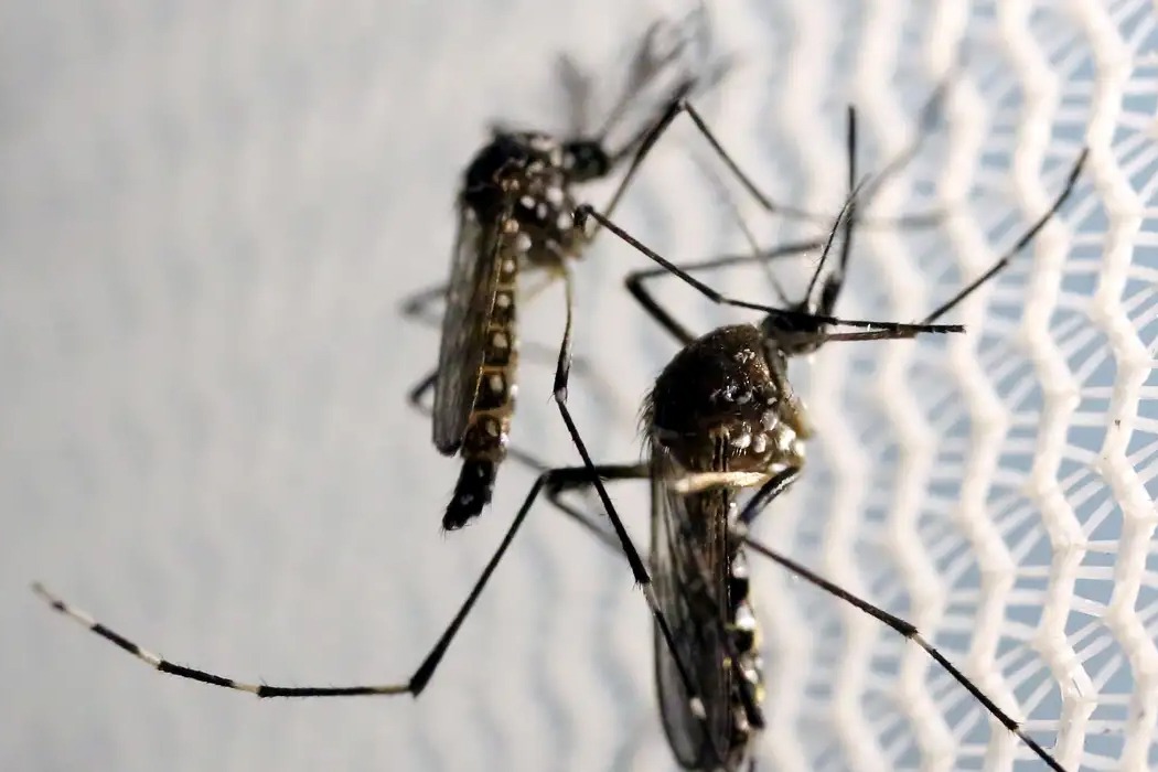 Anvisa autoriza Butantan produzir vacina contra chikungunya